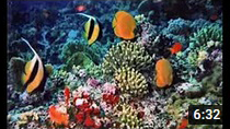 DOCUMENTARY MUSIC - A place to save